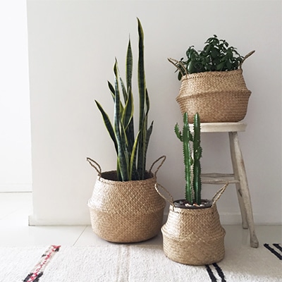 Paniers en osier avec des plantes vertes